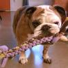 
Hummus is a bulldog who lives in Athens, Ga, imagine that, right? She loves her new Super Chewer tug toy and won't let anyone take it away without a tug o war fight! 