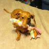 
Ginger loves her toy! Just try to take it away. Grrrrr